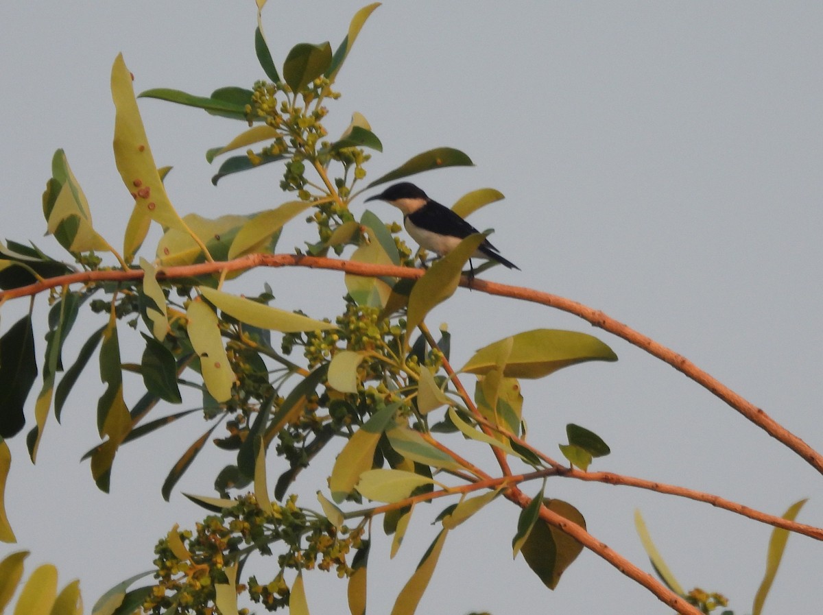 Banded Honeyeater - ML645808032