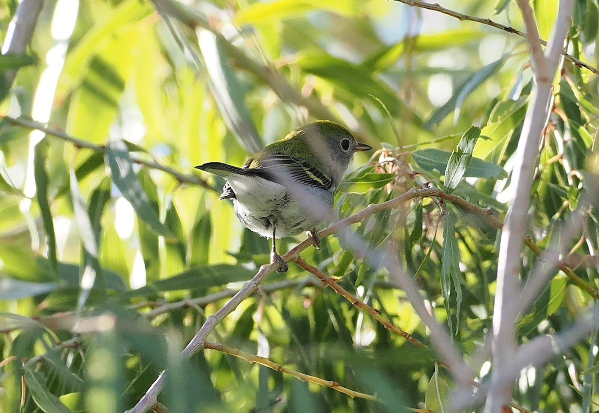 Chestnut-sided Warbler - ML645808037