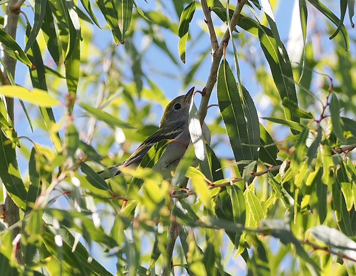 Chestnut-sided Warbler - ML645808038