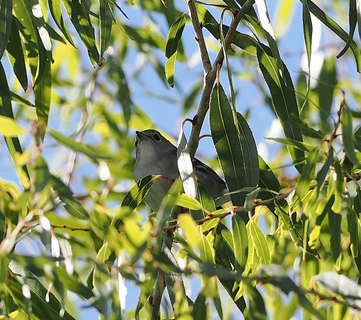 Chestnut-sided Warbler - ML645808039