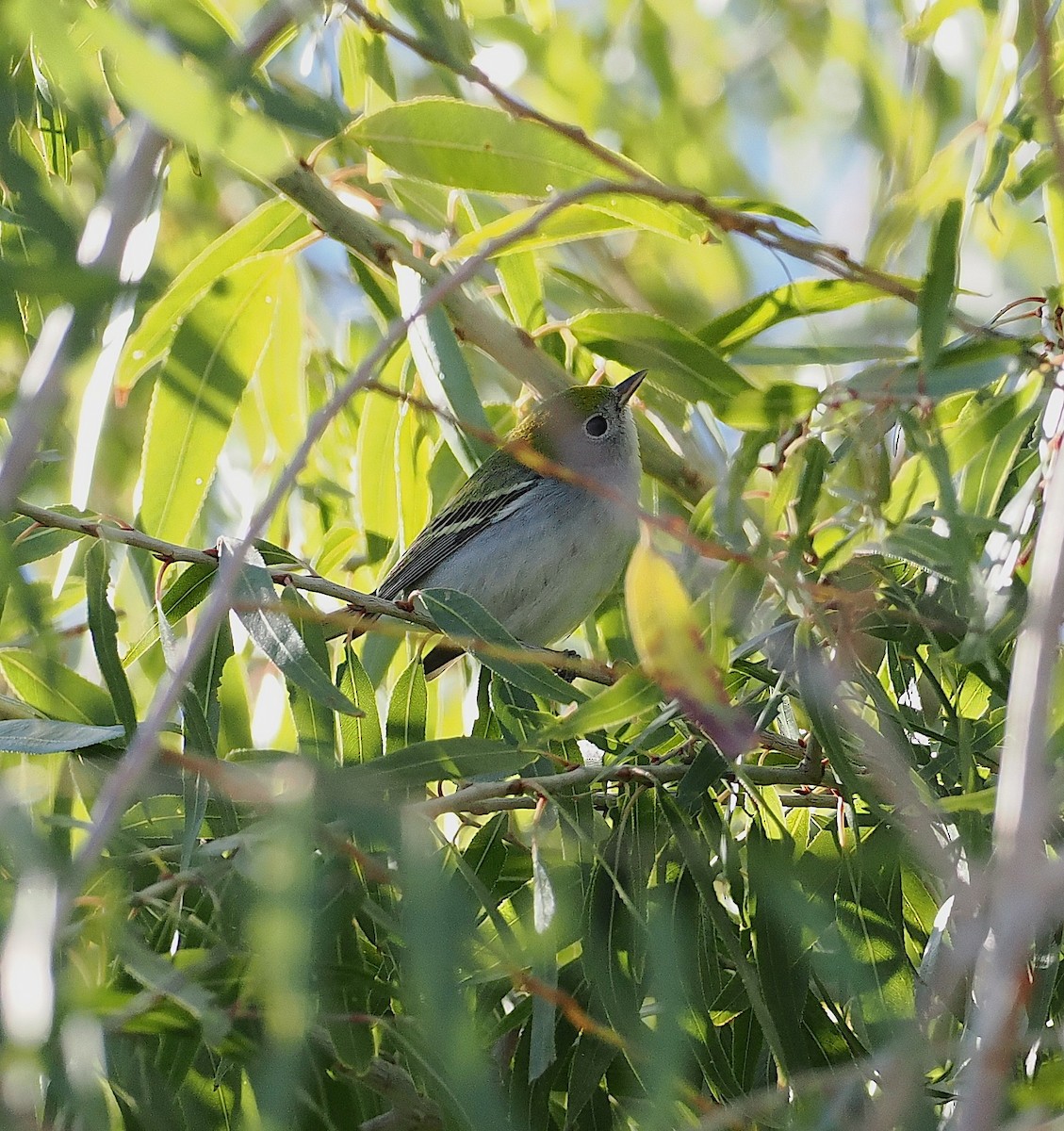 Chestnut-sided Warbler - ML645808040