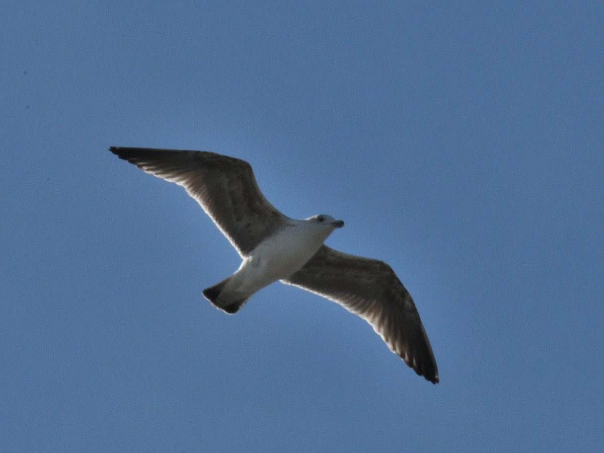 Larinae sp. - ML645808041