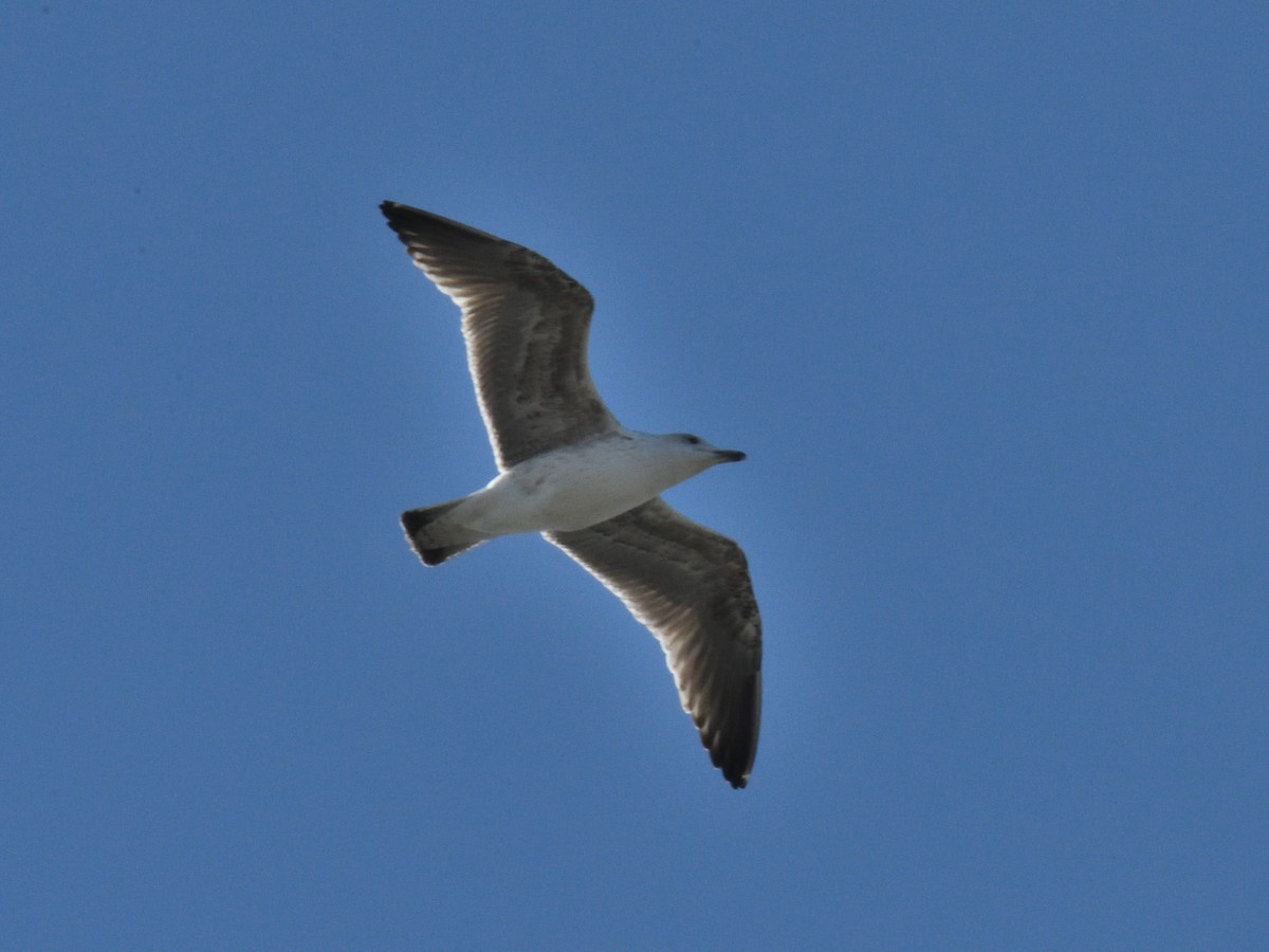 Larinae sp. - ML645808042