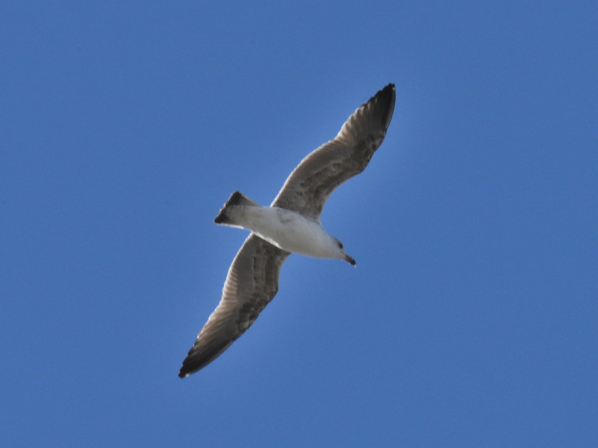 Larinae sp. - ML645808044