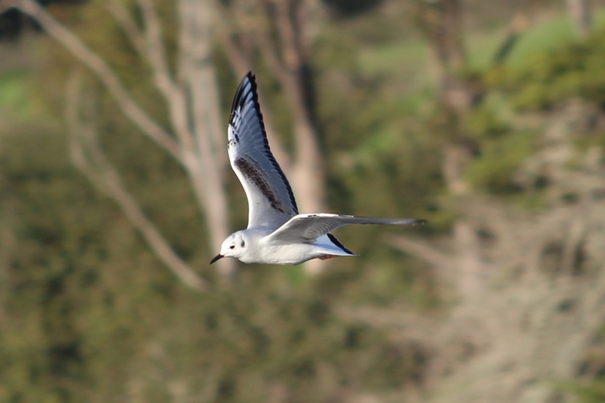 Bonaparte's Gull - ML645808048
