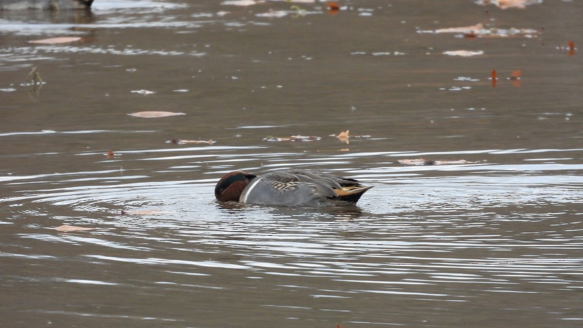 Green-winged Teal (American) - ML645808058