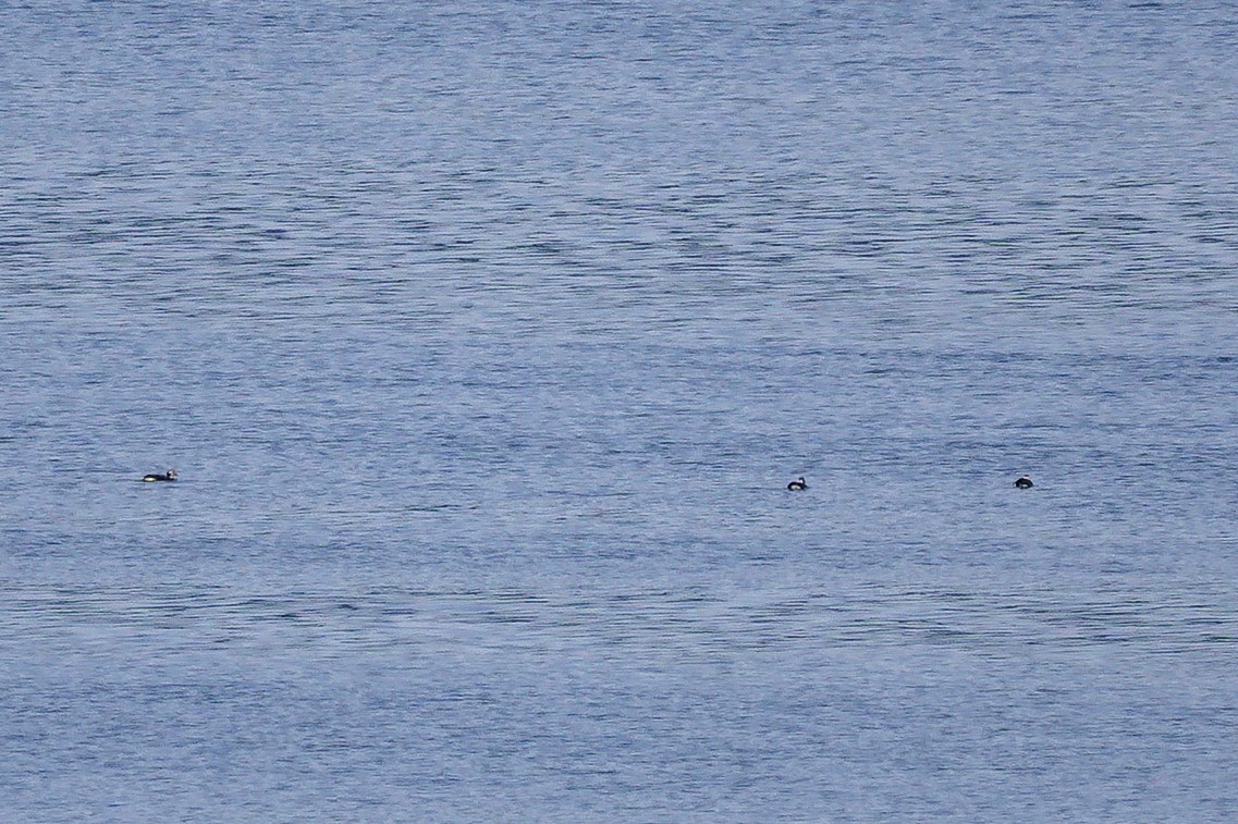 Long-tailed Duck - ML645808062