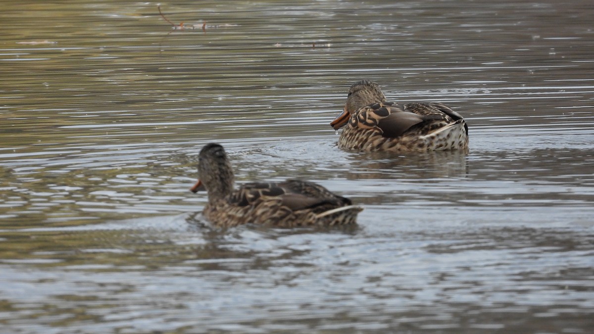 Green-winged Teal (American) - ML645808071