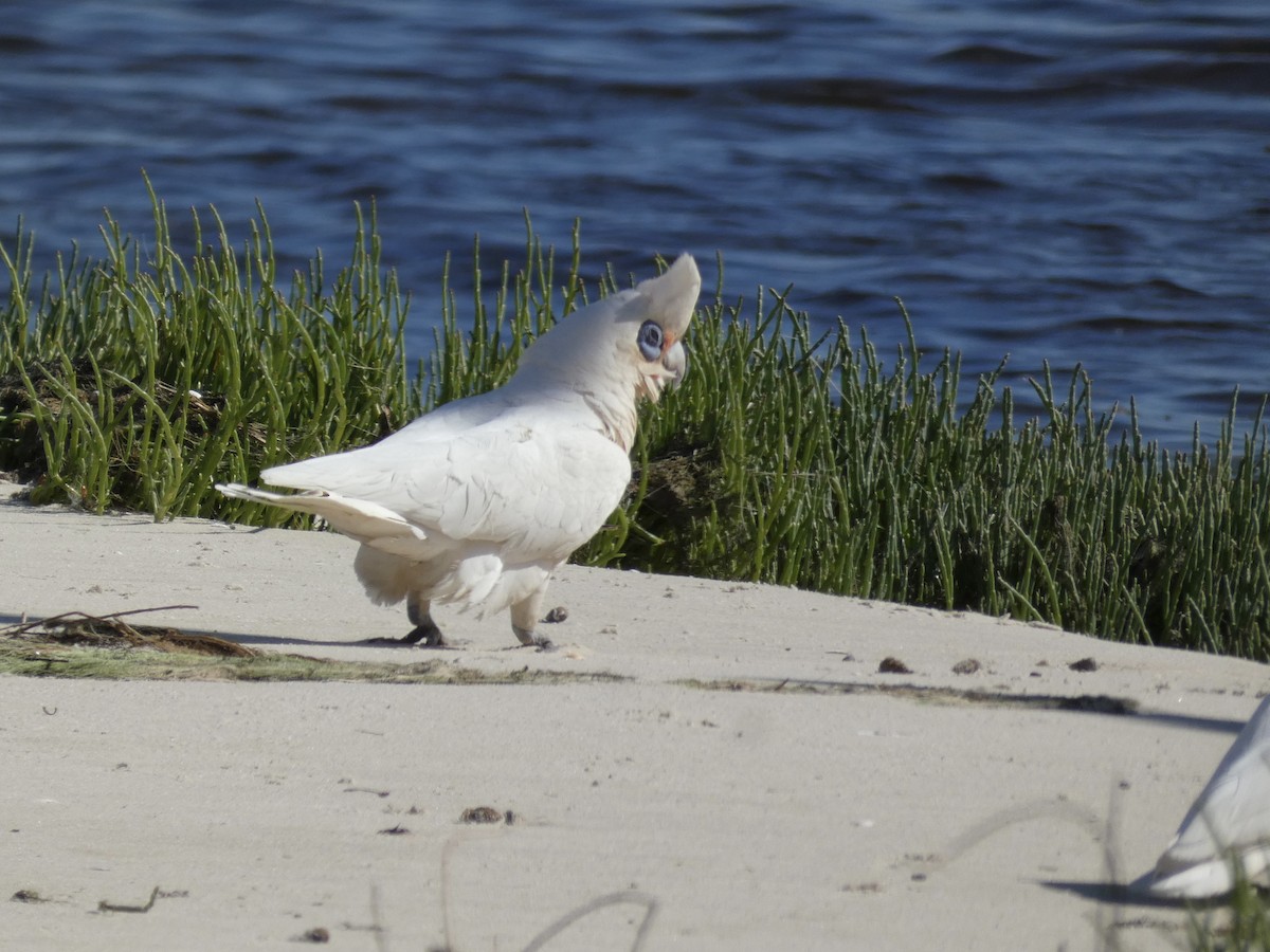 Little Corella - ML645808076