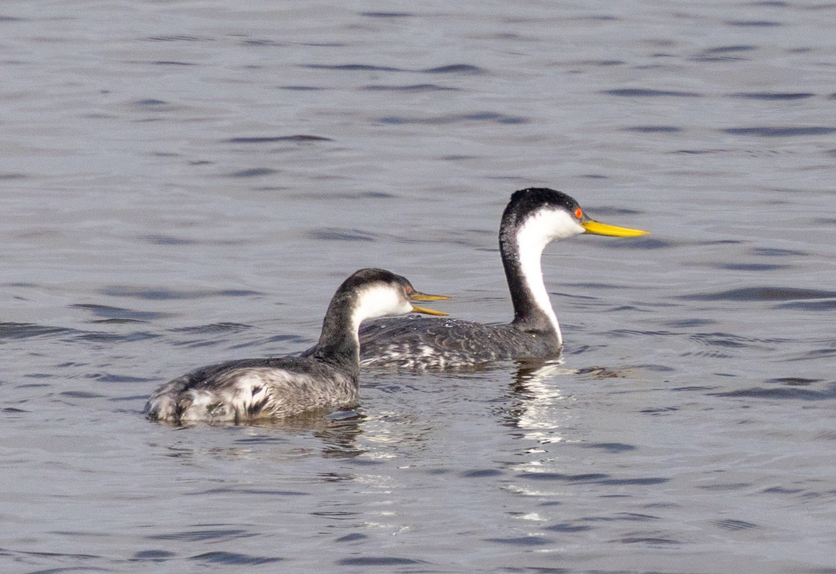 Western Grebe - ML645808081