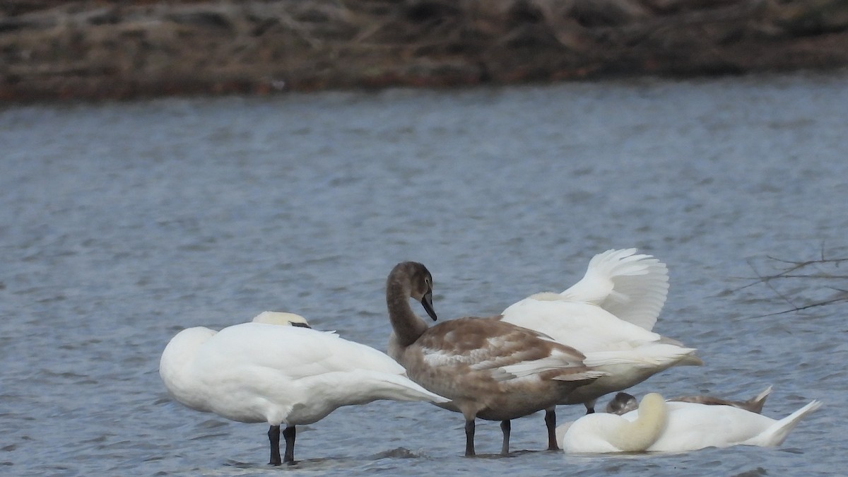 Mute Swan - ML645808086