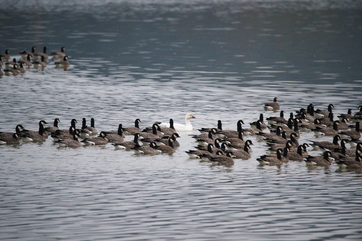 Snow Goose - ML645808105