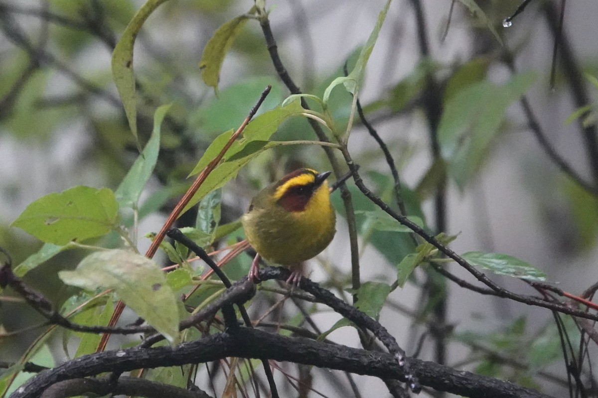 キンマユアメリカムシクイ - ML645808107