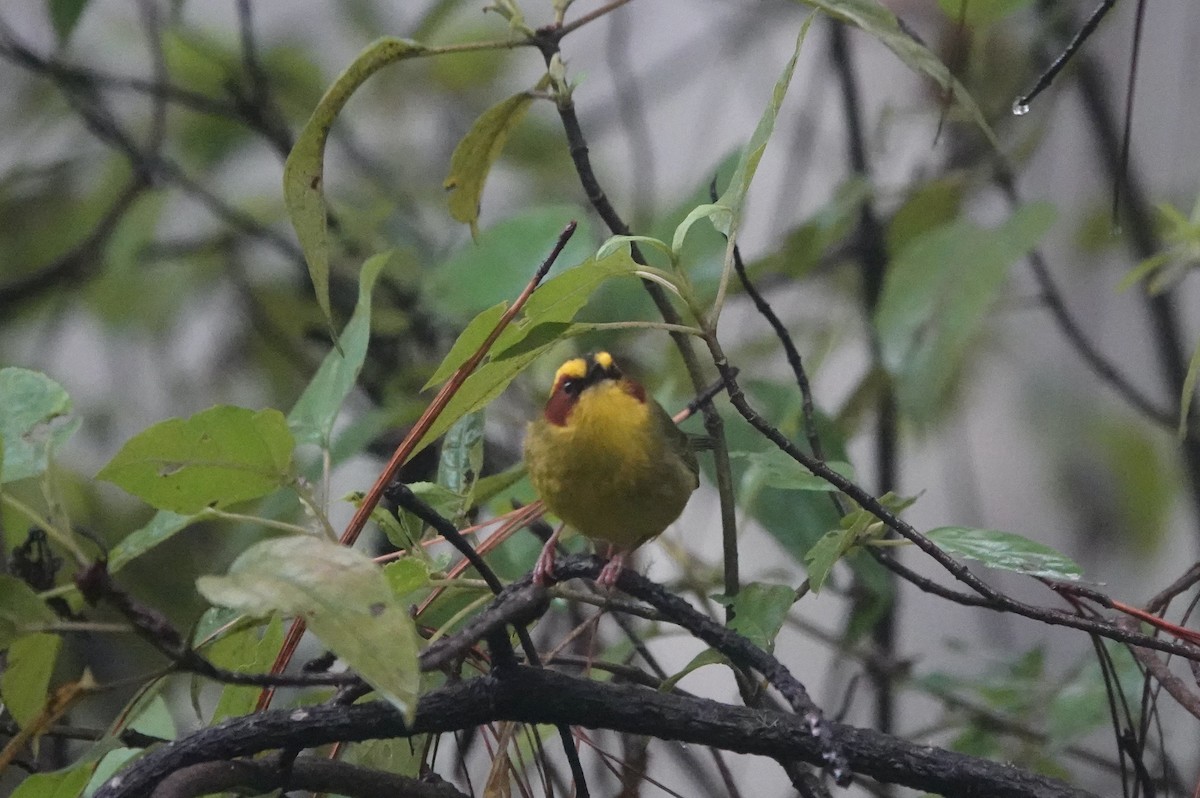 キンマユアメリカムシクイ - ML645808108