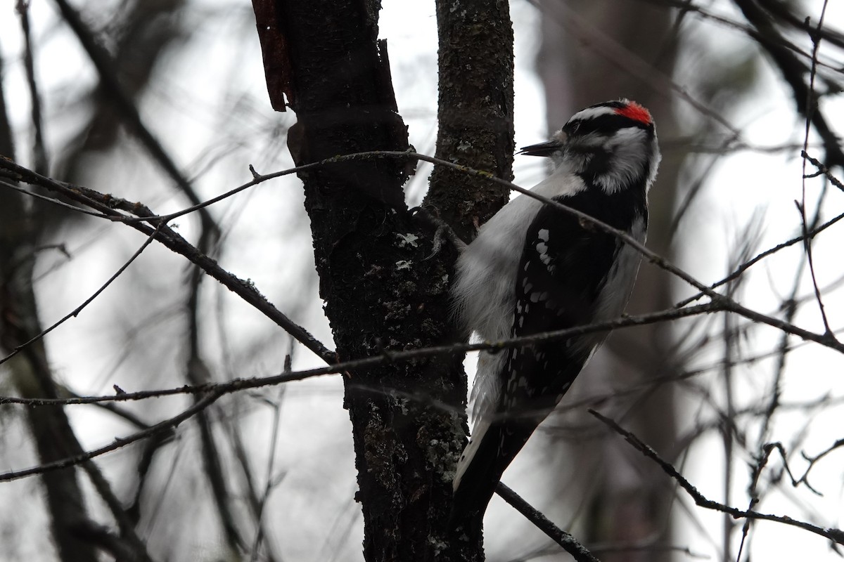 Downy Woodpecker - ML645808115