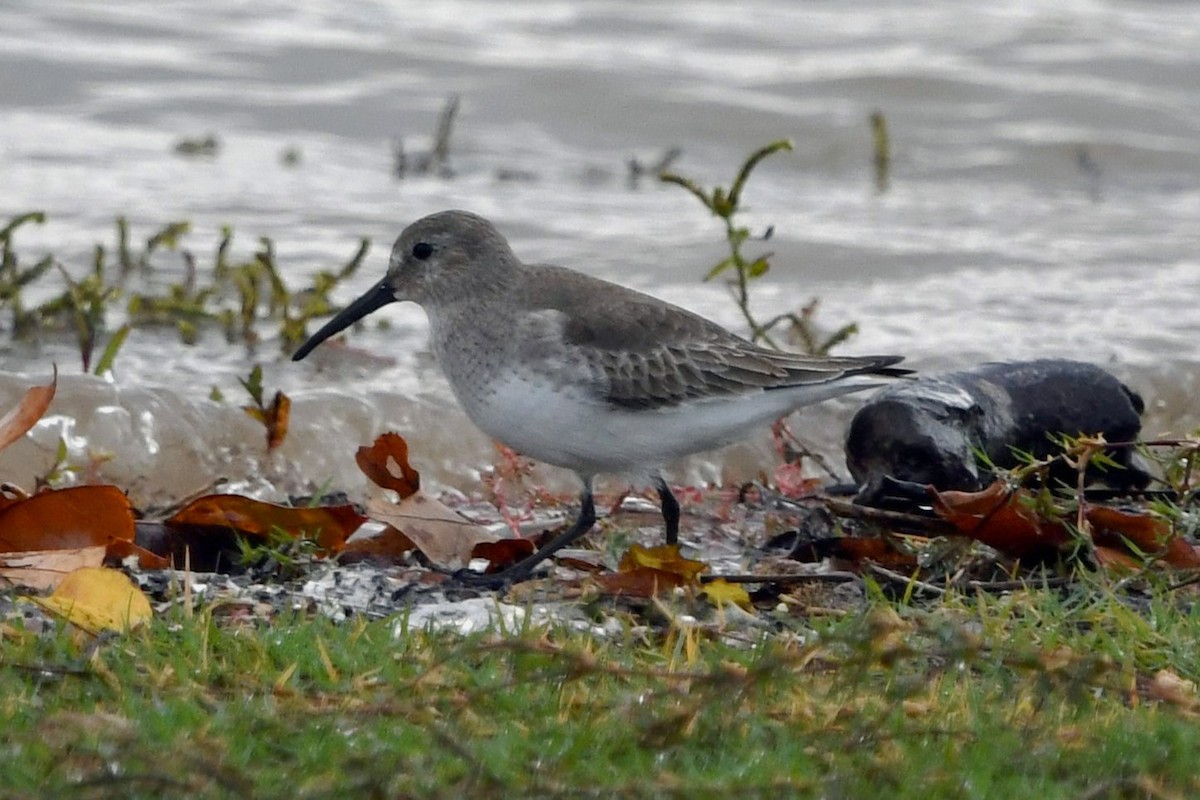 黑腹濱鷸 - ML645808118