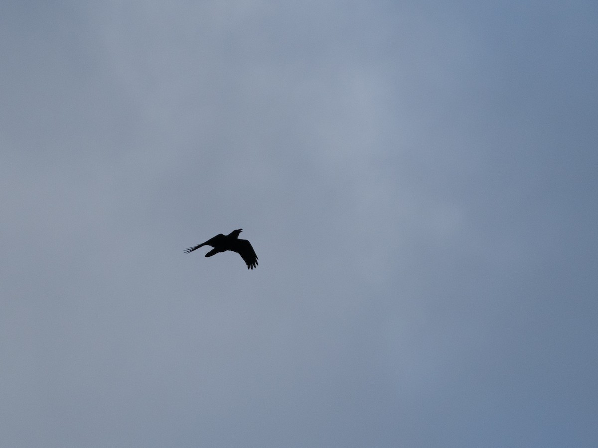 Corvo imperiale - ML645808120