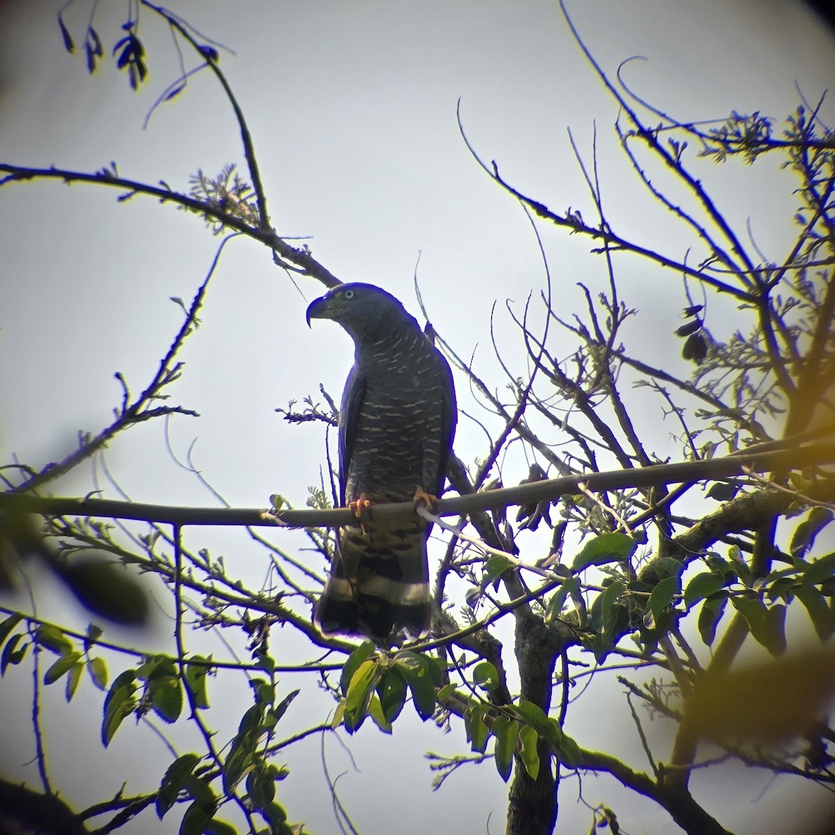 Hook-billed Kite - ML645808121