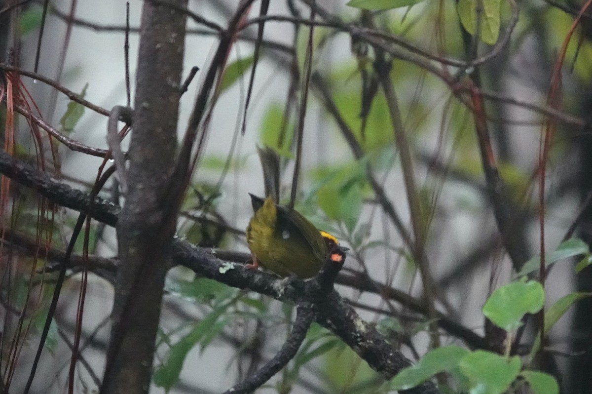 キンマユアメリカムシクイ - ML645808122