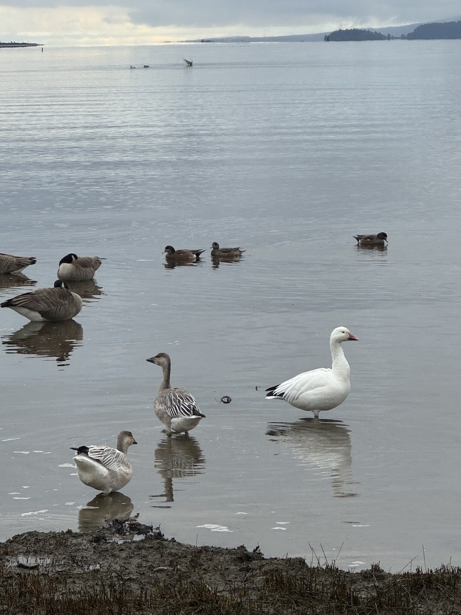 Snow Goose - ML645808123