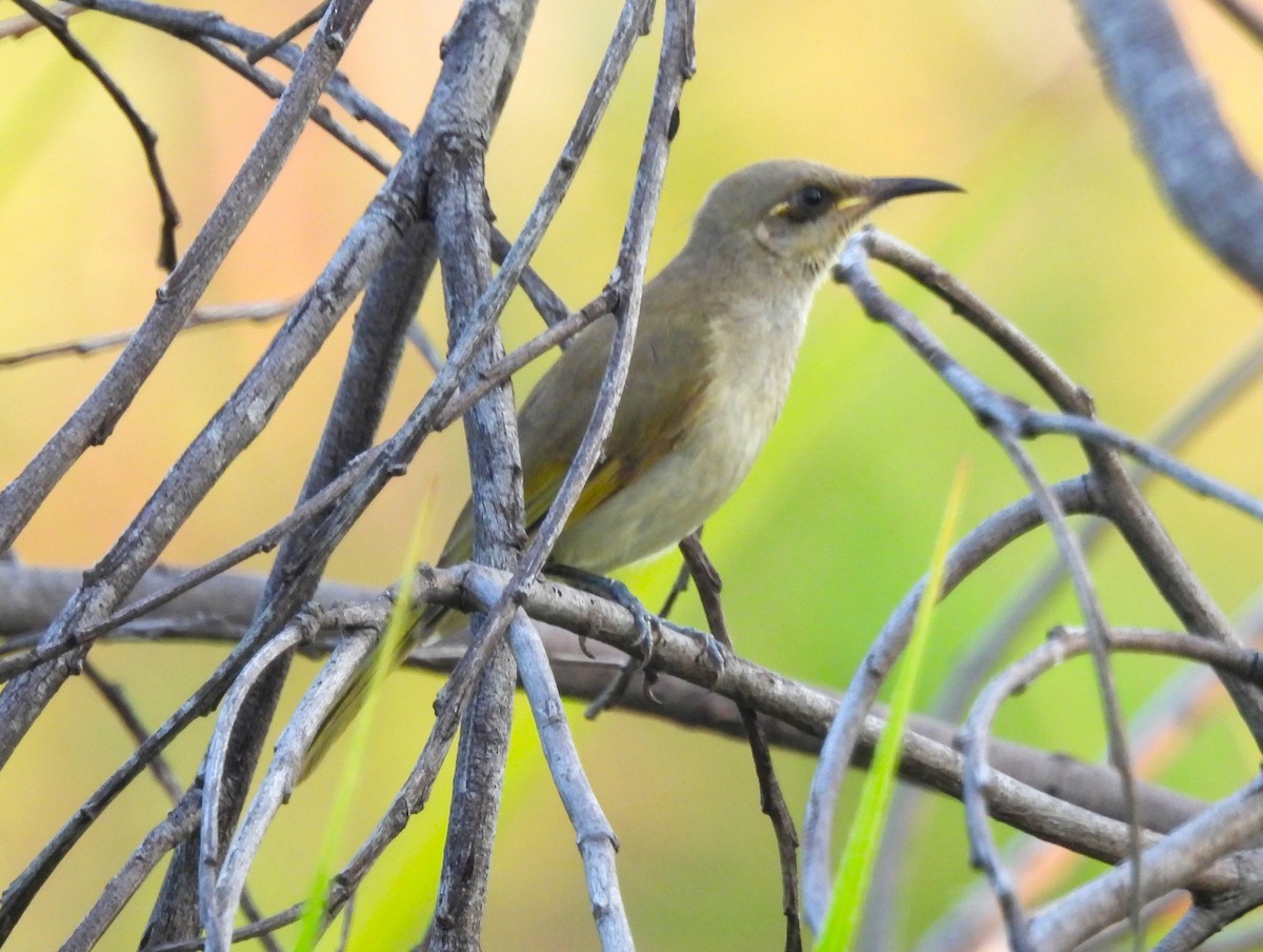 Brown Honeyeater - ML645808134