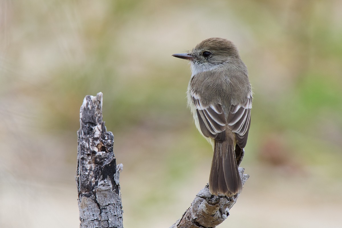 Галапагосский миарх - ML645808135