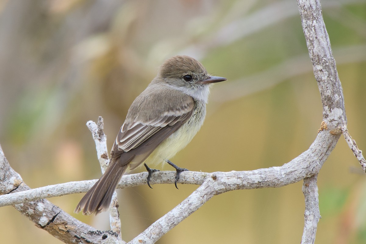 Галапагосский миарх - ML645808136