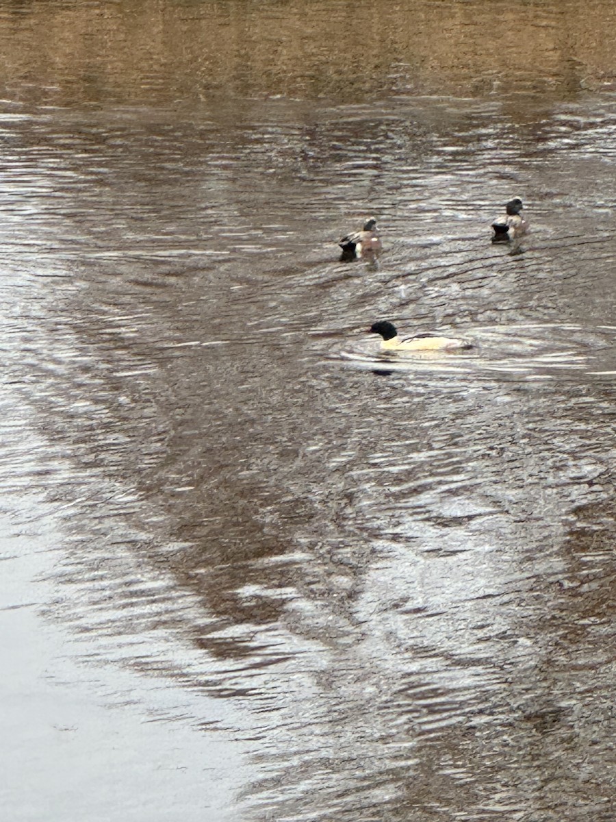 Common Merganser - ML645808138