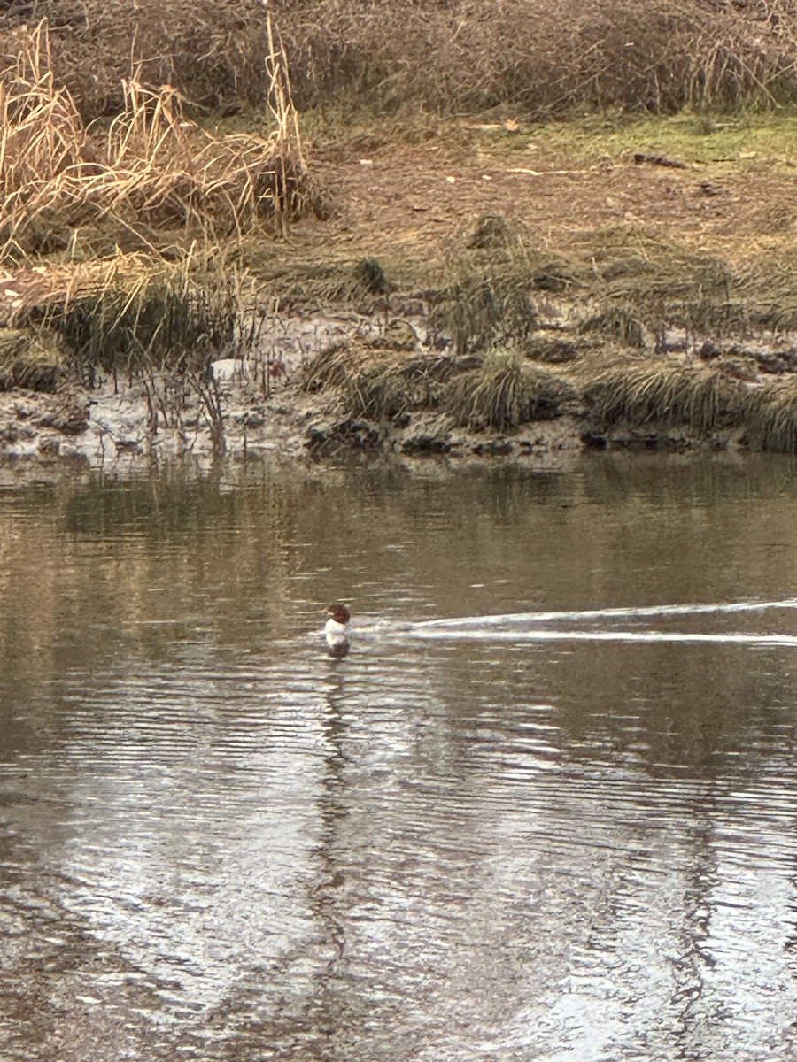 Common Merganser - ML645808139