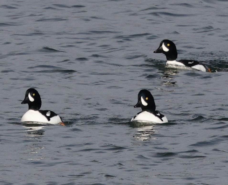 Murgilari islandiarra - ML645808145