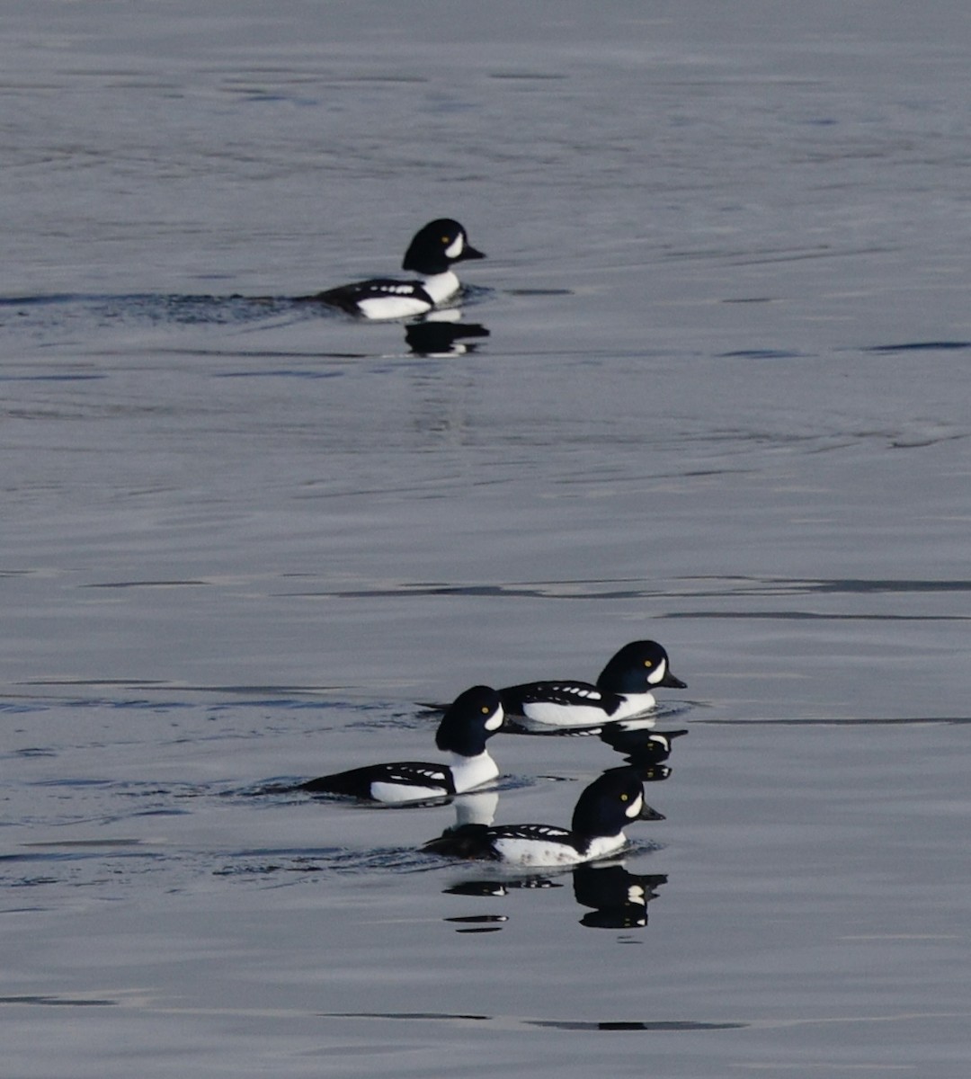 Murgilari islandiarra - ML645808146