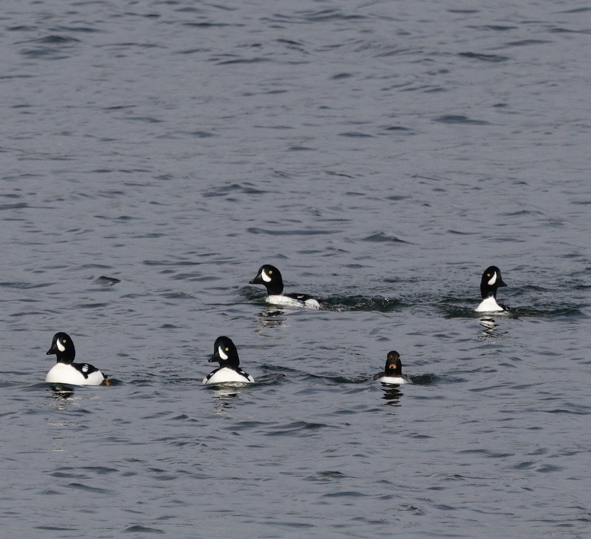 Murgilari islandiarra - ML645808147