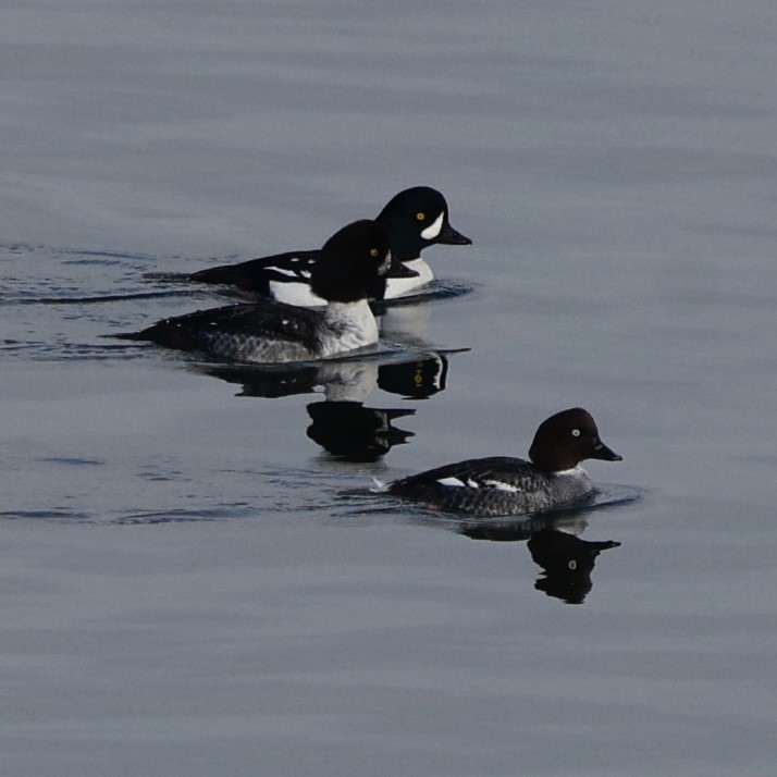 Murgilari islandiarra - ML645808148