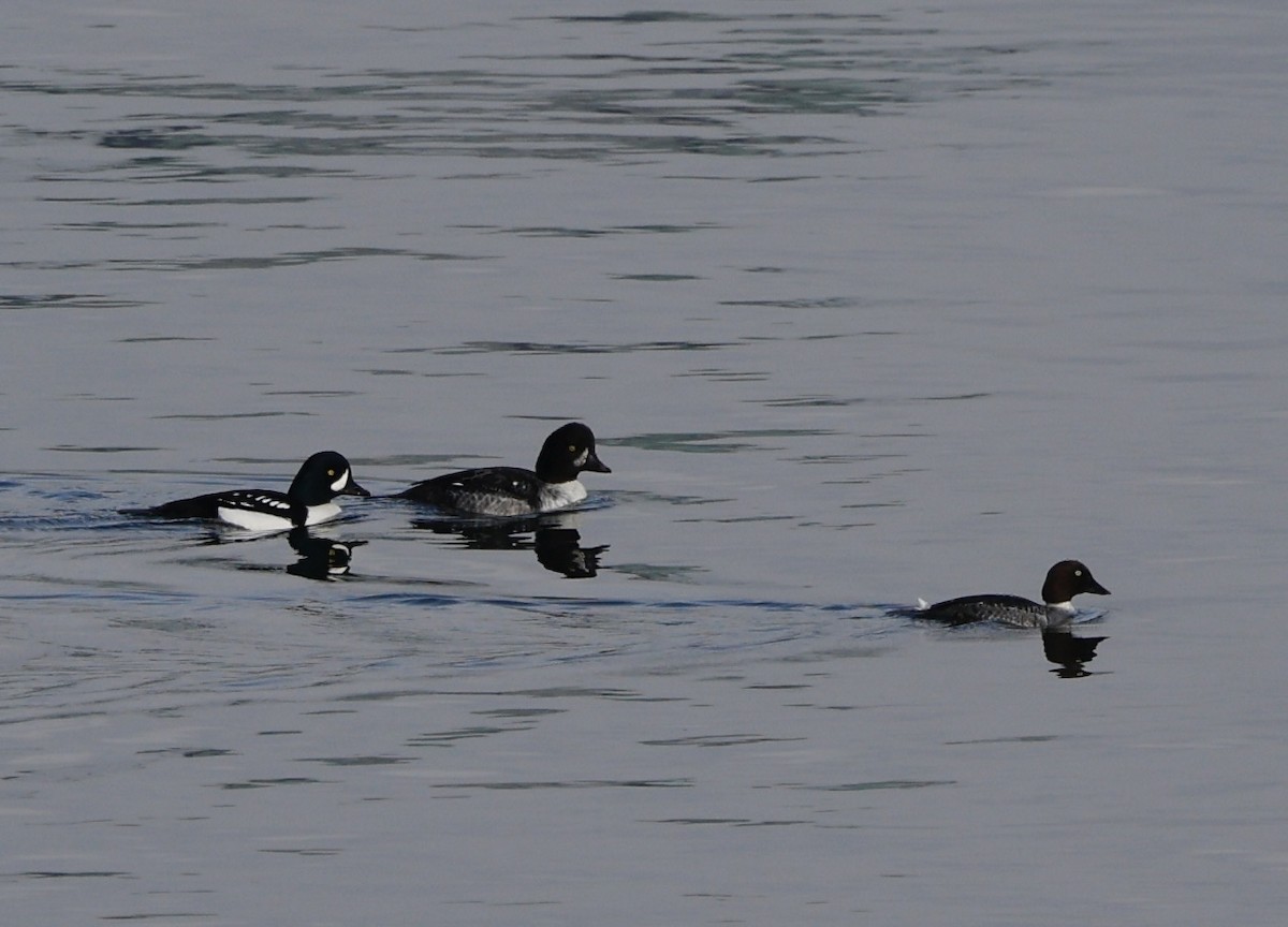 Murgilari islandiarra - ML645808149