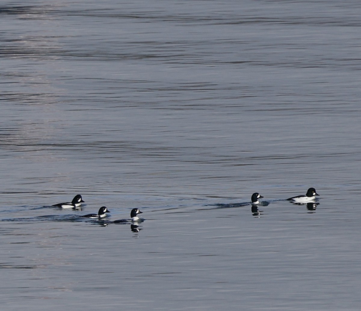 Murgilari islandiarra - ML645808150