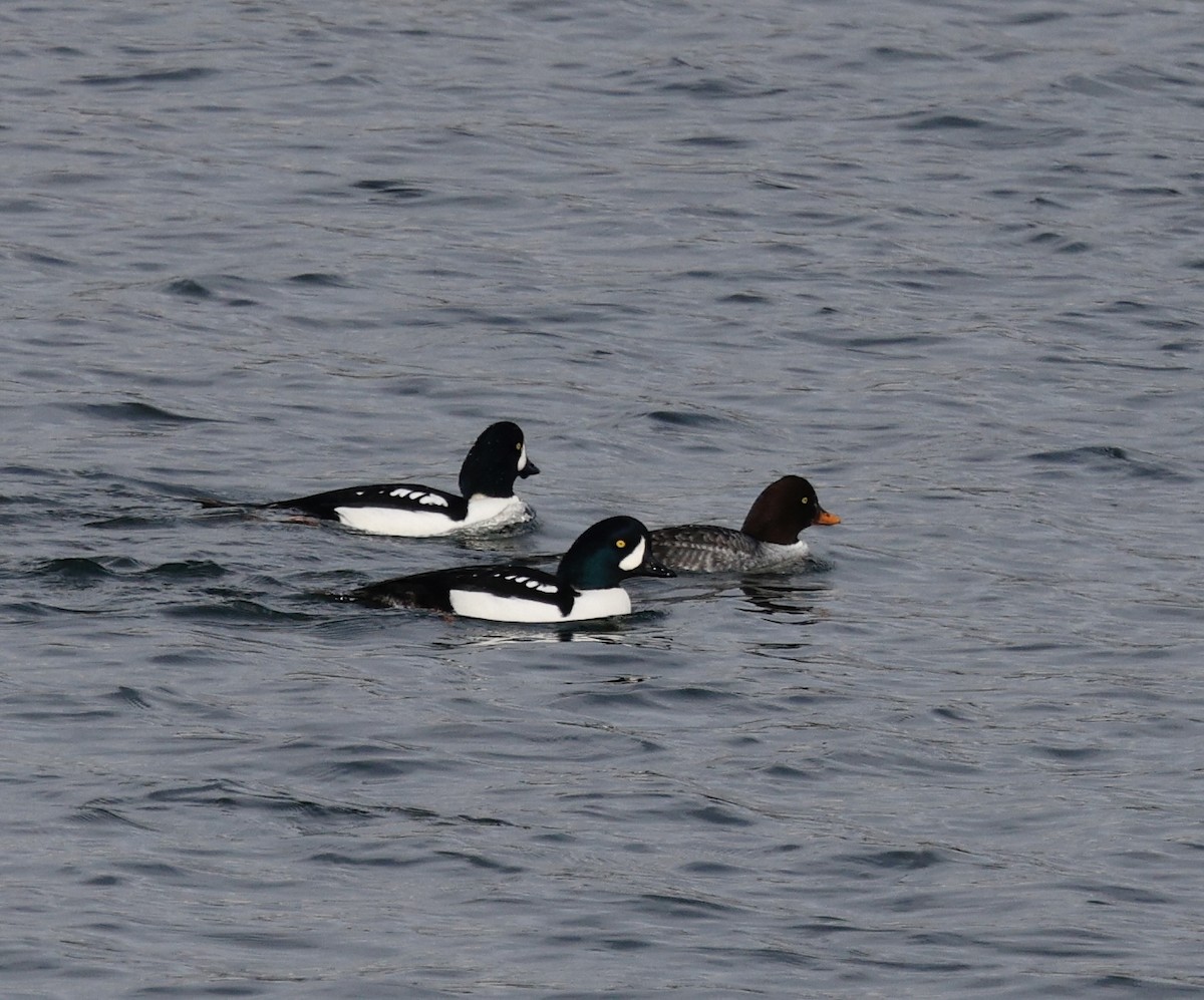 Murgilari islandiarra - ML645808151