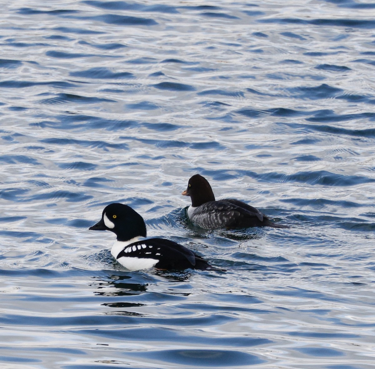 Murgilari islandiarra - ML645808152