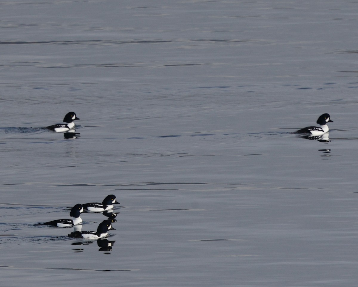 Murgilari islandiarra - ML645808153