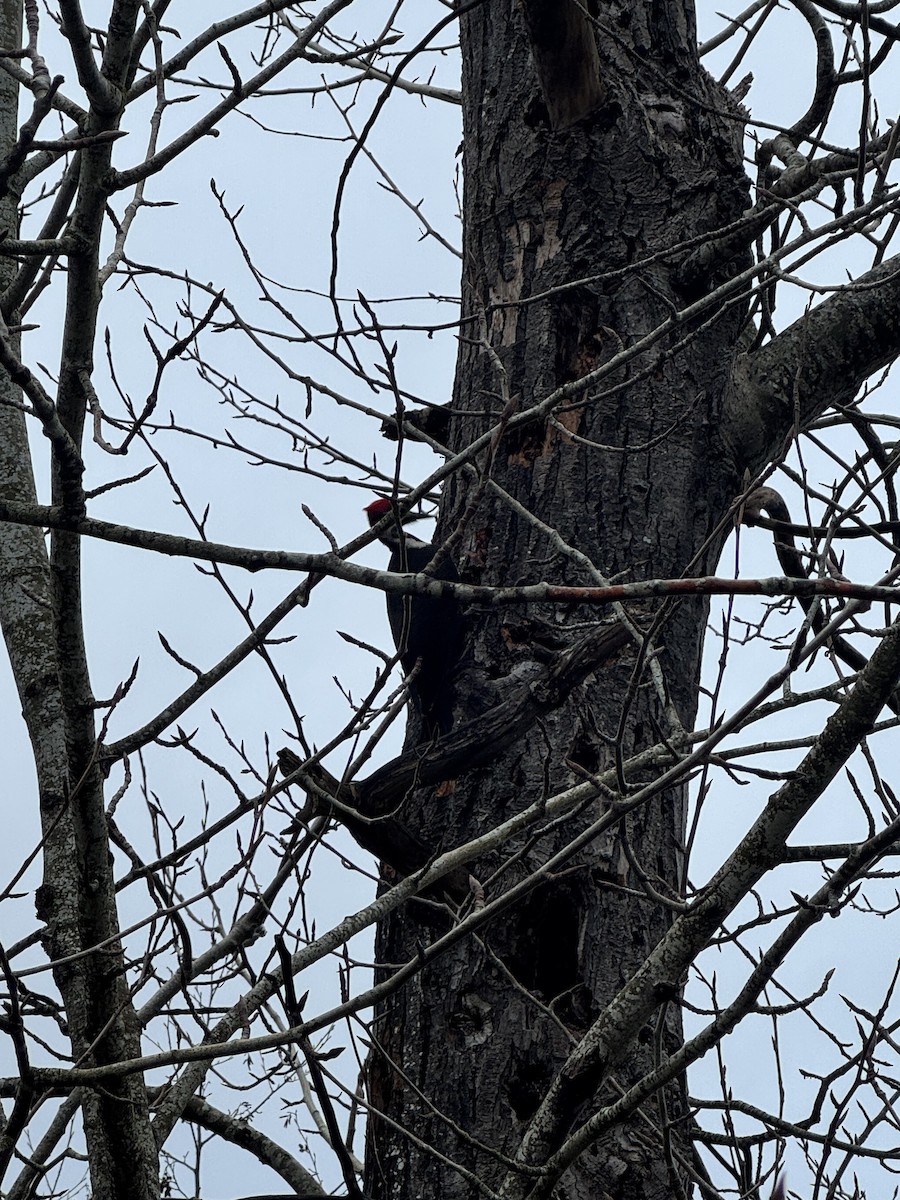 Жовна північна - ML645808156