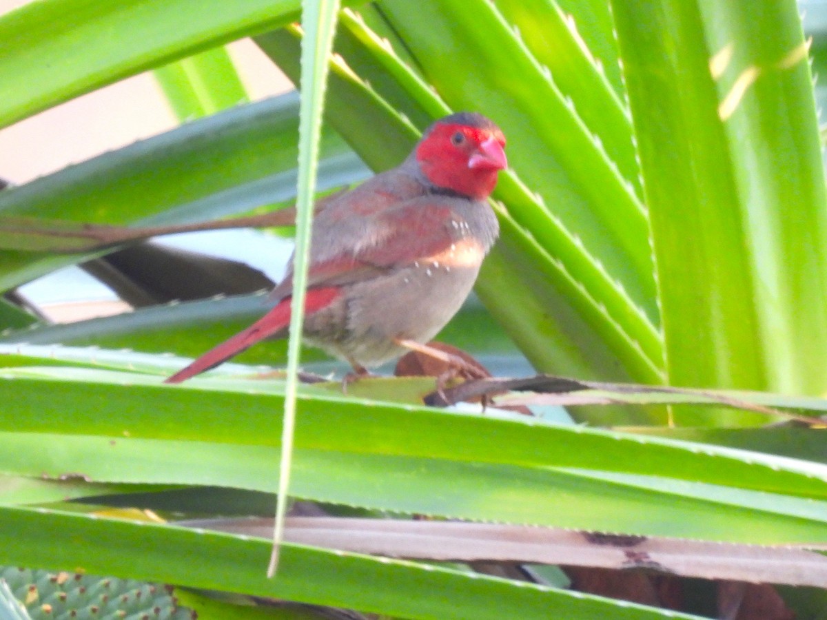 Crimson Finch (Black-bellied) - ML645808157