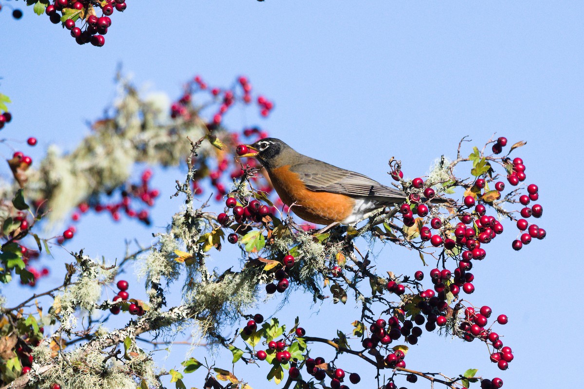 American Robin - ML645808160