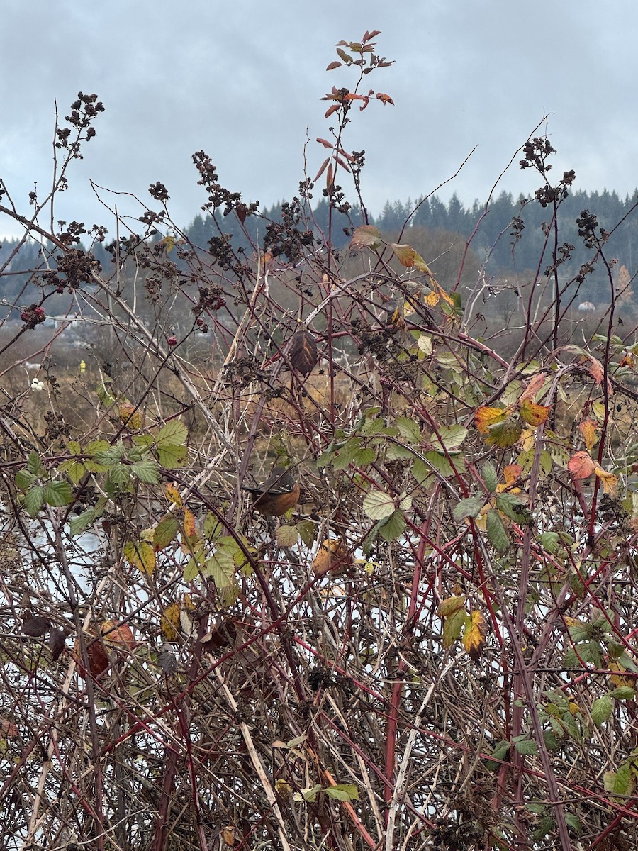 Spotted Towhee - ML645808168