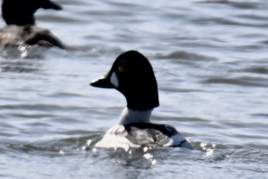 Murgilari islandiarra - ML645808176