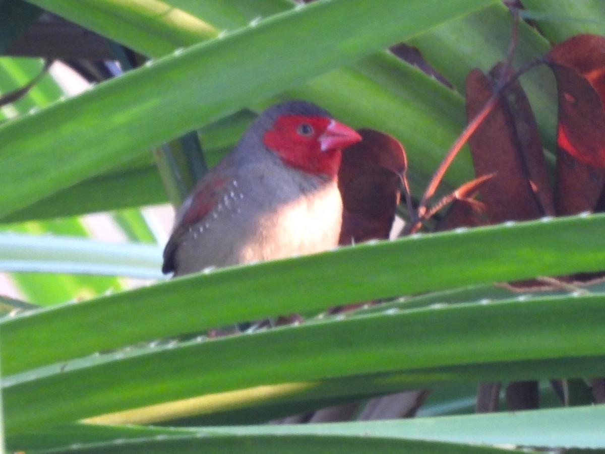 Crimson Finch (Black-bellied) - ML645808178