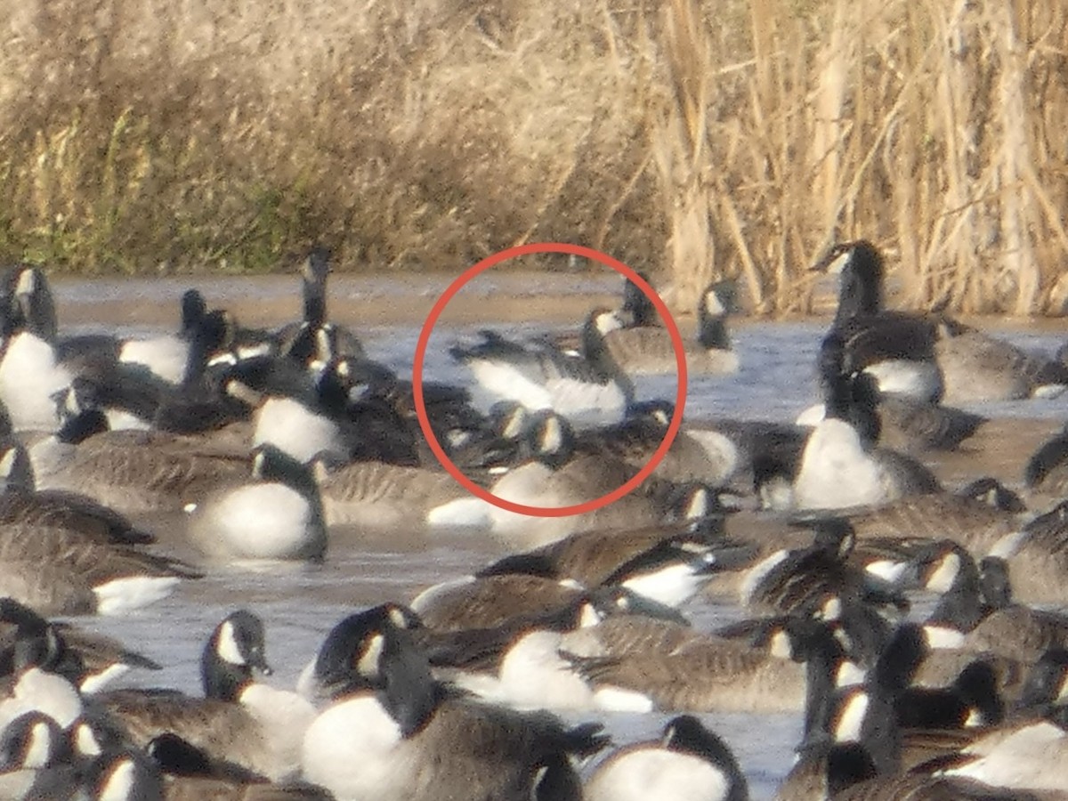 Barnacle Goose - ML645808179