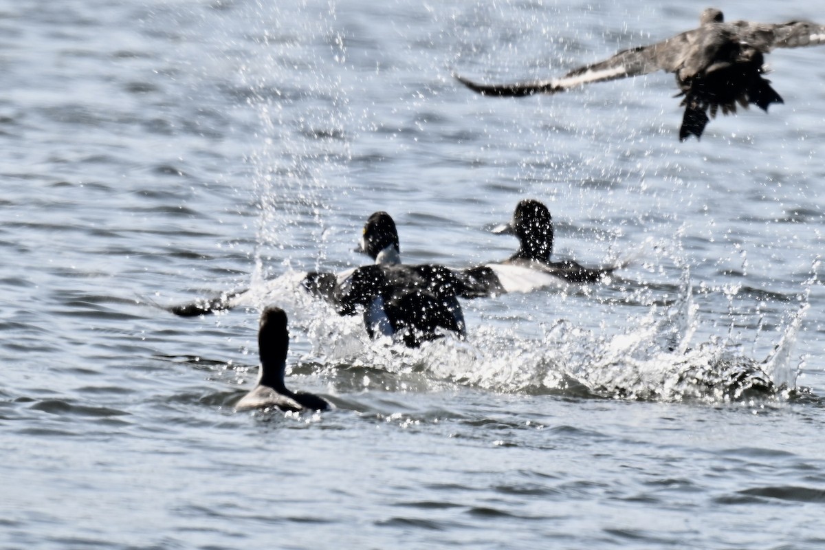 Murgilari islandiarra - ML645808180