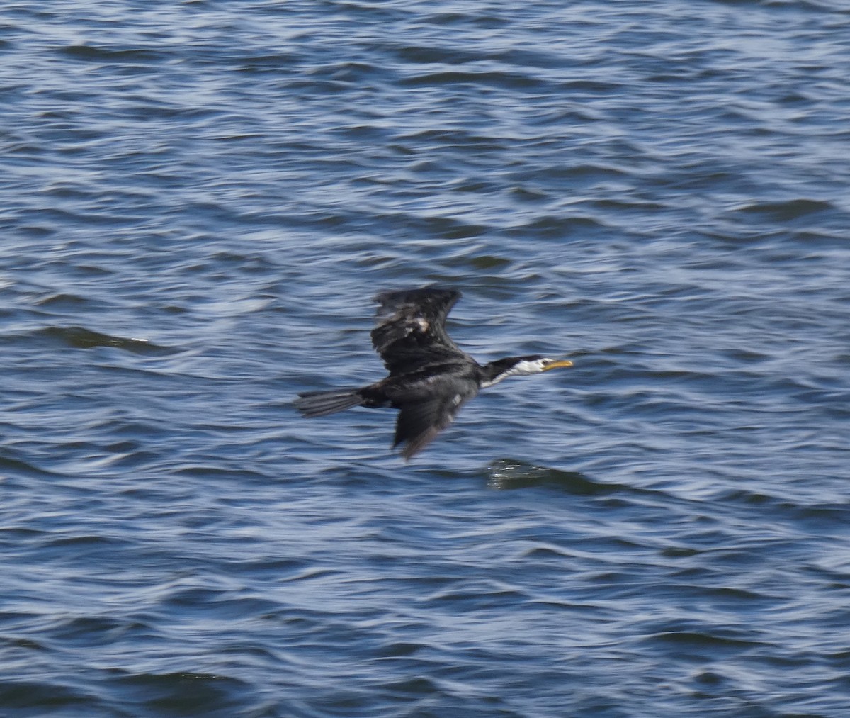 Little Pied Cormorant - ML645808181