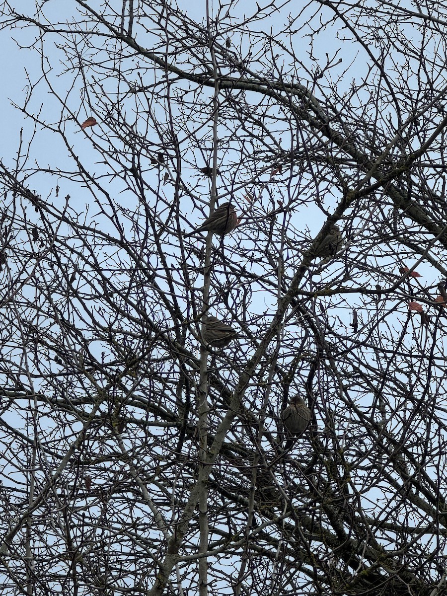 House Finch - ML645808186