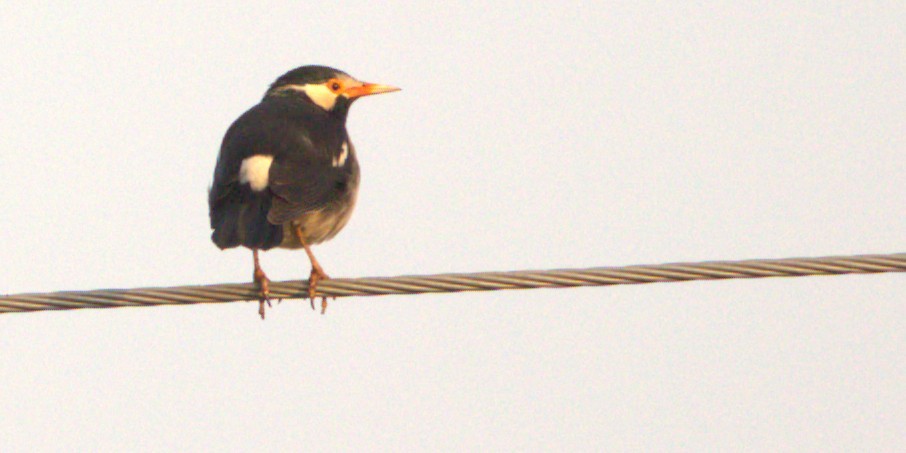 Indian Pied Starling - ML645808187