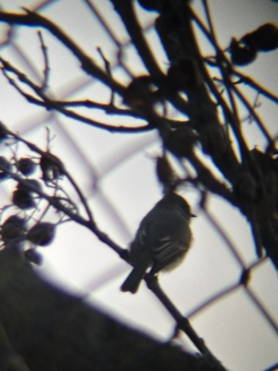 Eastern Phoebe - ML645808192